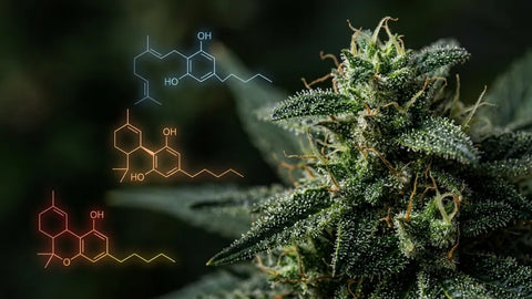 Tricomas de una flor de cáñamo y moléculas que representan distintos cannabinoides
